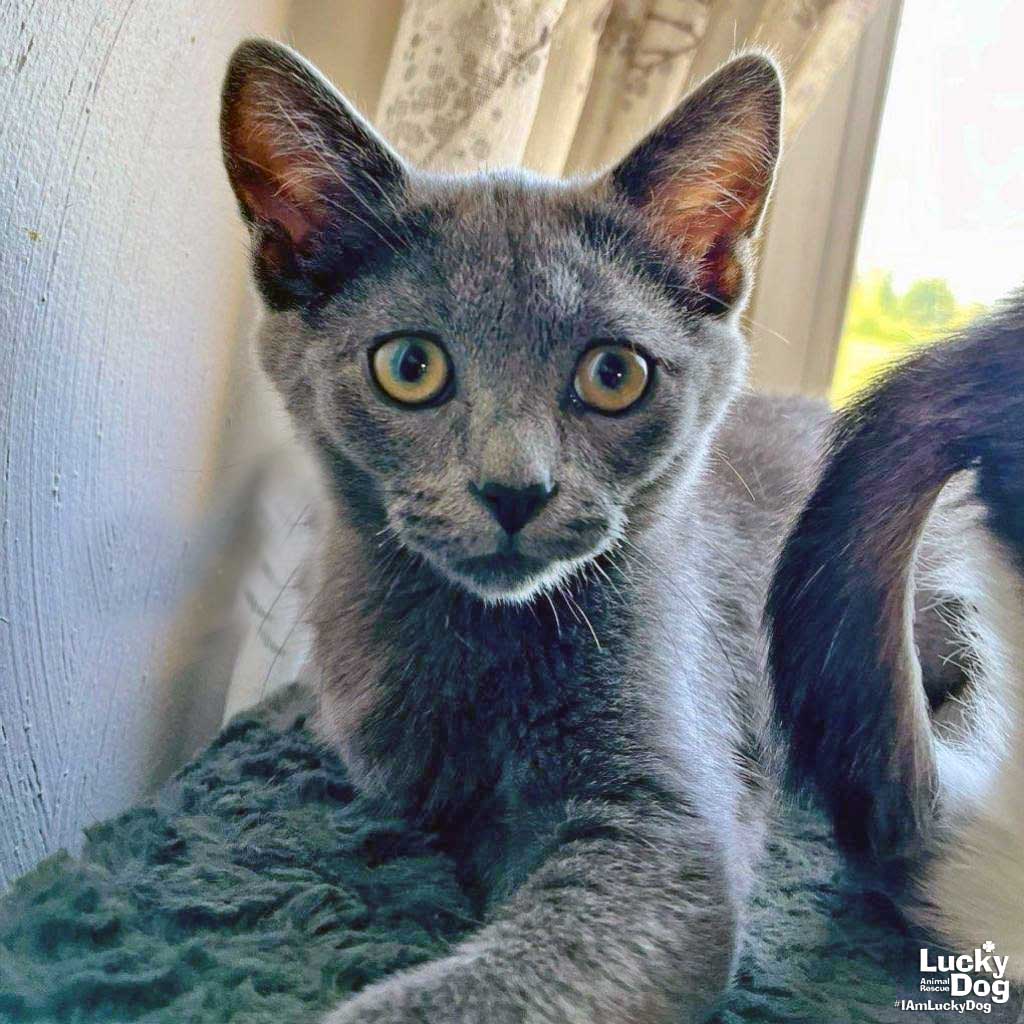 adoptable Cat in Washington, DC named Happy Charlie