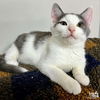 adoptable Cat in , DC named Happy Linus