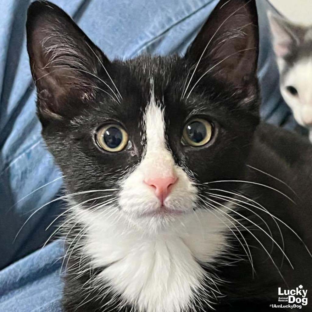 adoptable Cat in Washington, DC named Happy Marcy