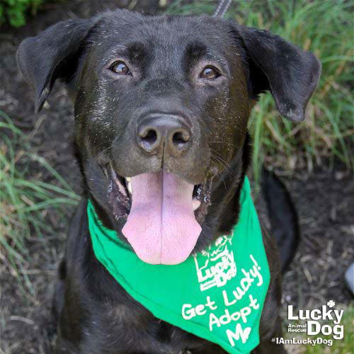 adoptable Dog in Washington, DC named Mikey