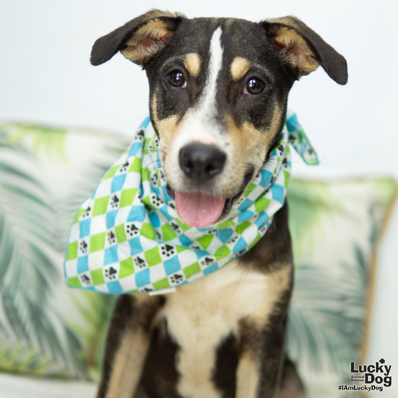 adoptable Dog in Washington, DC named Padma