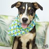 adoptable Dog in , DC named Padma