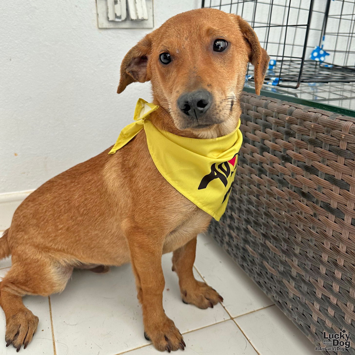 adoptable Dog in Washington, DC named Santiago