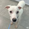 adoptable Dog in , DC named Peeps