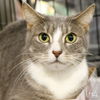 adoptable Cat in , DC named Violet