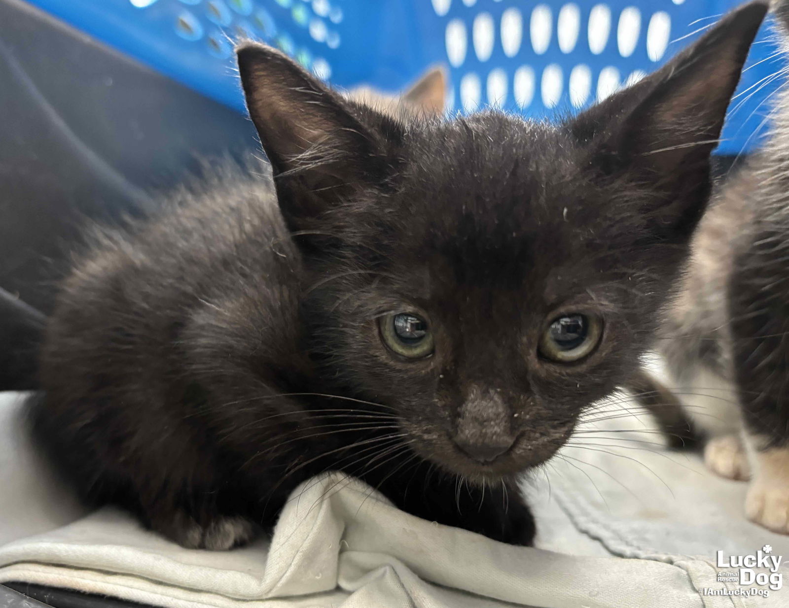 adoptable Cat in Washington, DC named Milo