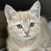 adoptable Cat in , DC named Pumpkin