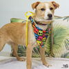 adoptable Dog in Washington, DC named Kyani