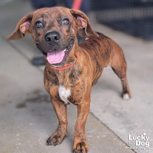 adoptable Dog in Washington, DC named Wellington