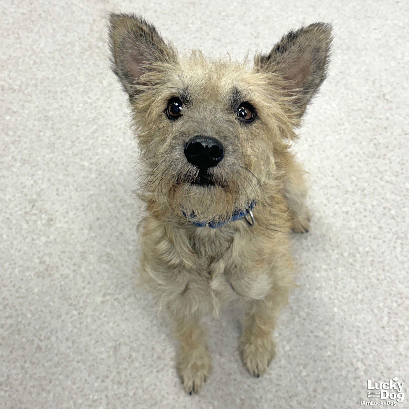 adoptable Dog in Washington, DC named Toto