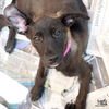 adoptable Dog in , DC named Greek Athena