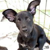 adoptable Dog in Washington, DC named Greek Demeter