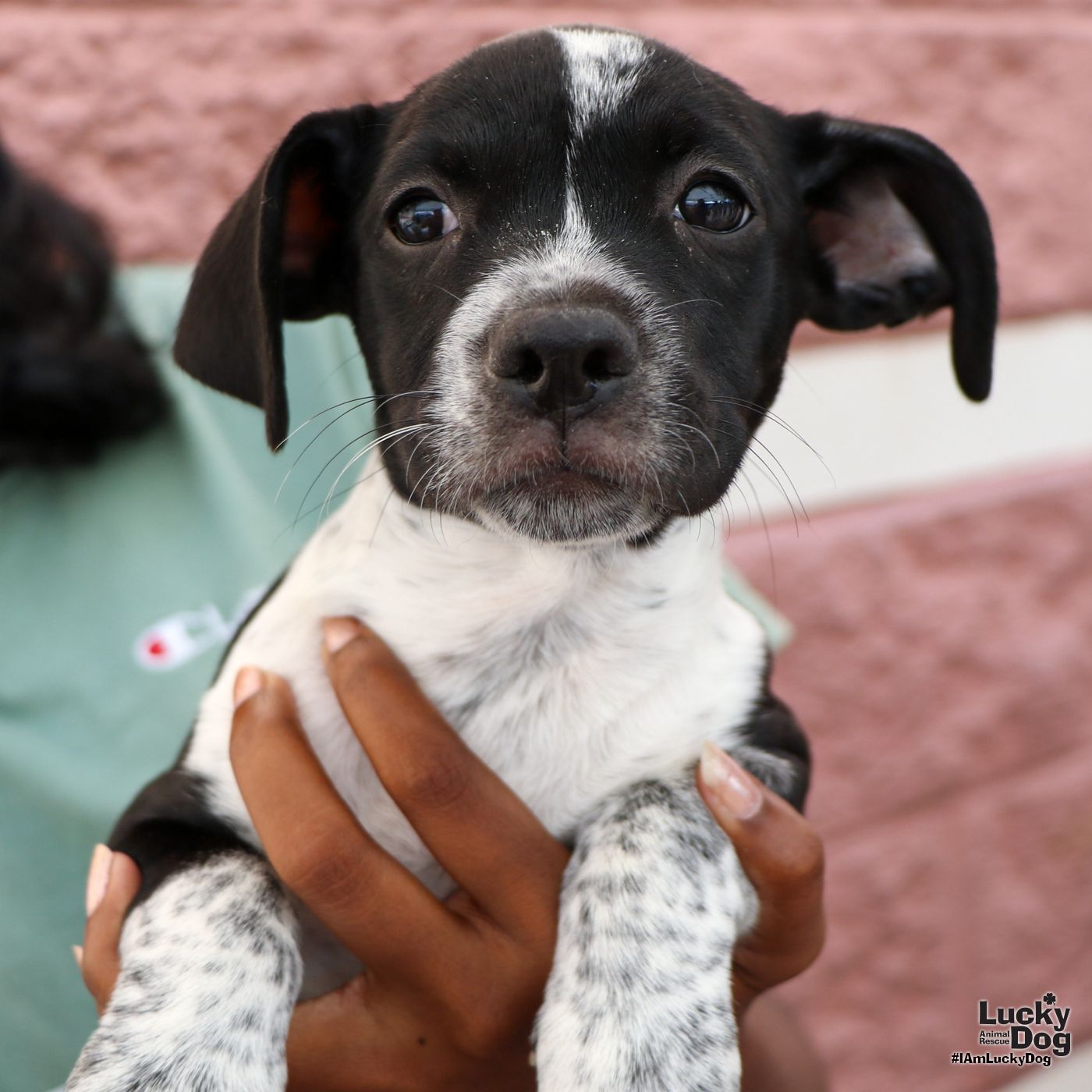 adoptable Dog in Washington, DC named Ukelele