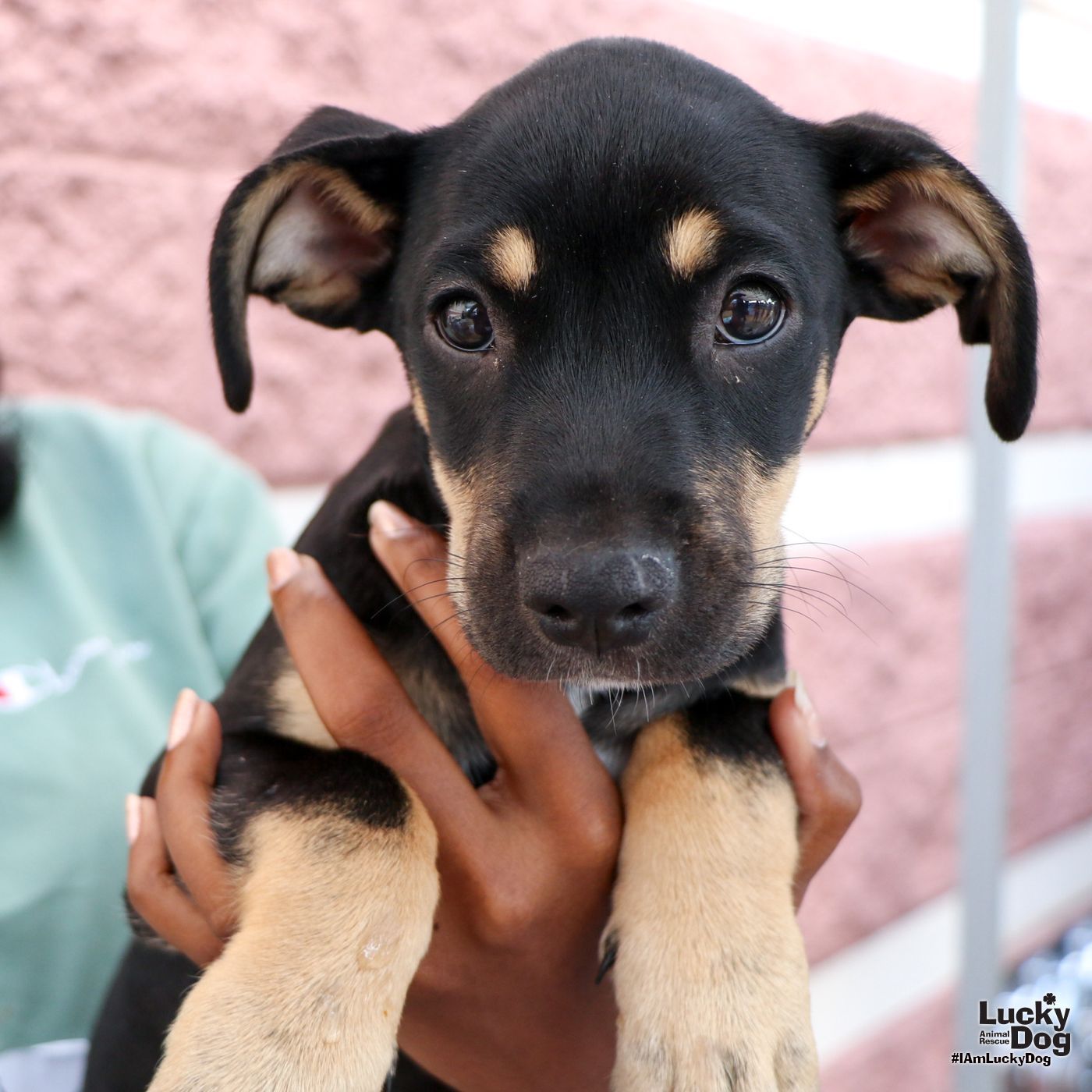 adoptable Dog in Washington, DC named Underdog