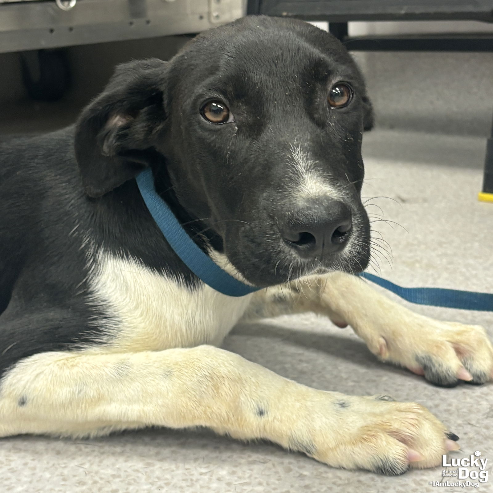 adoptable Dog in Washington, DC named Luke