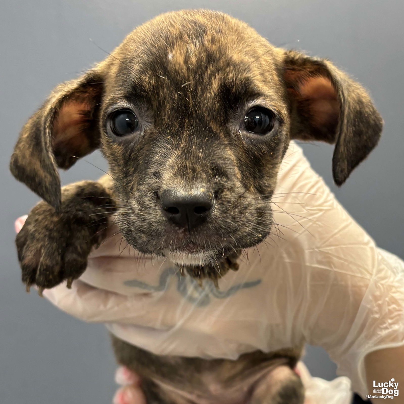 adoptable Dog in Washington, DC named Koala