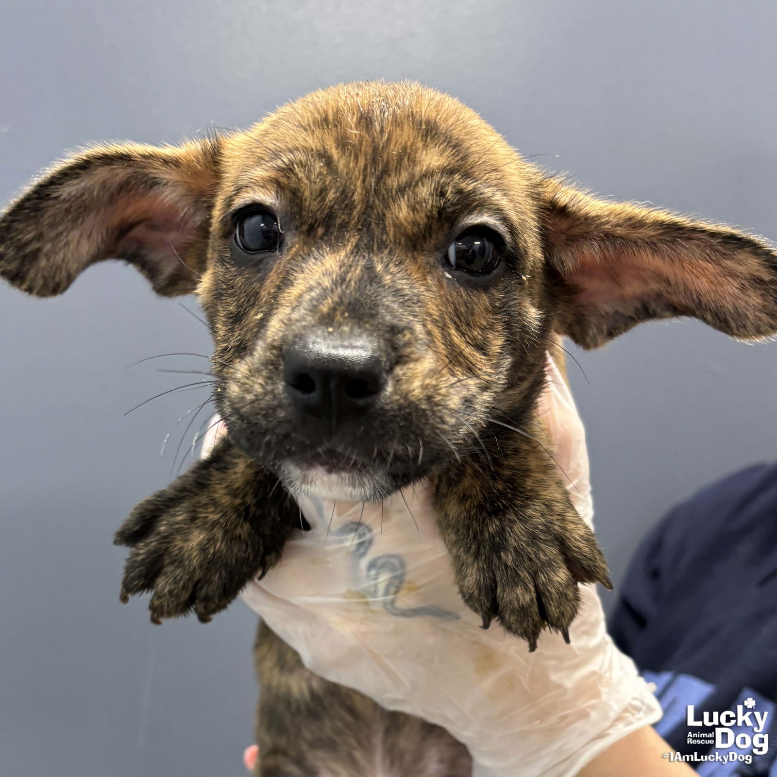 adoptable Dog in Washington, DC named Kiddie Bilbies