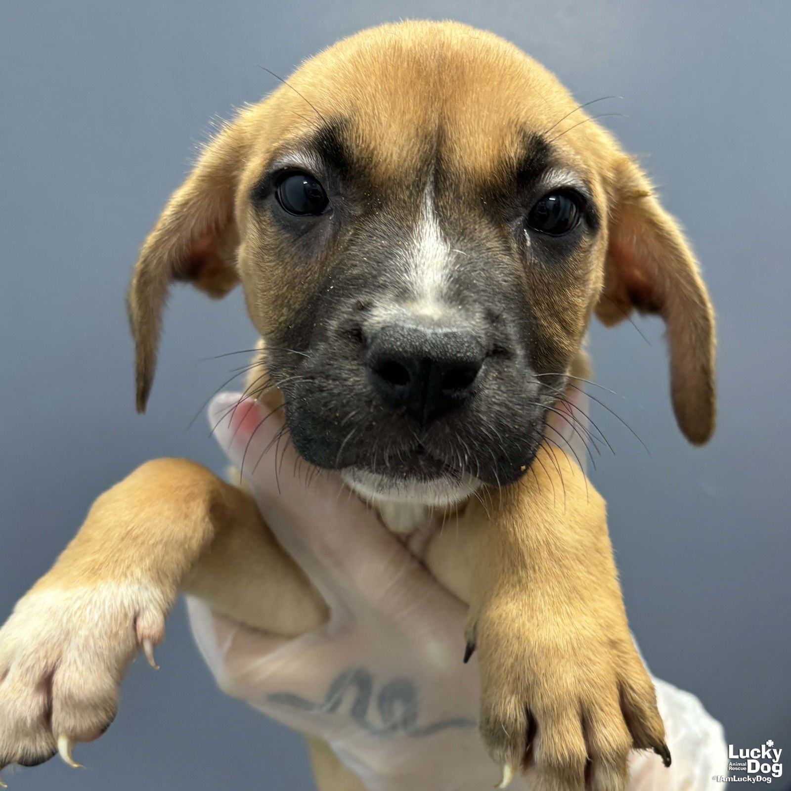 adoptable Dog in Washington, DC named Kiddie Quokka