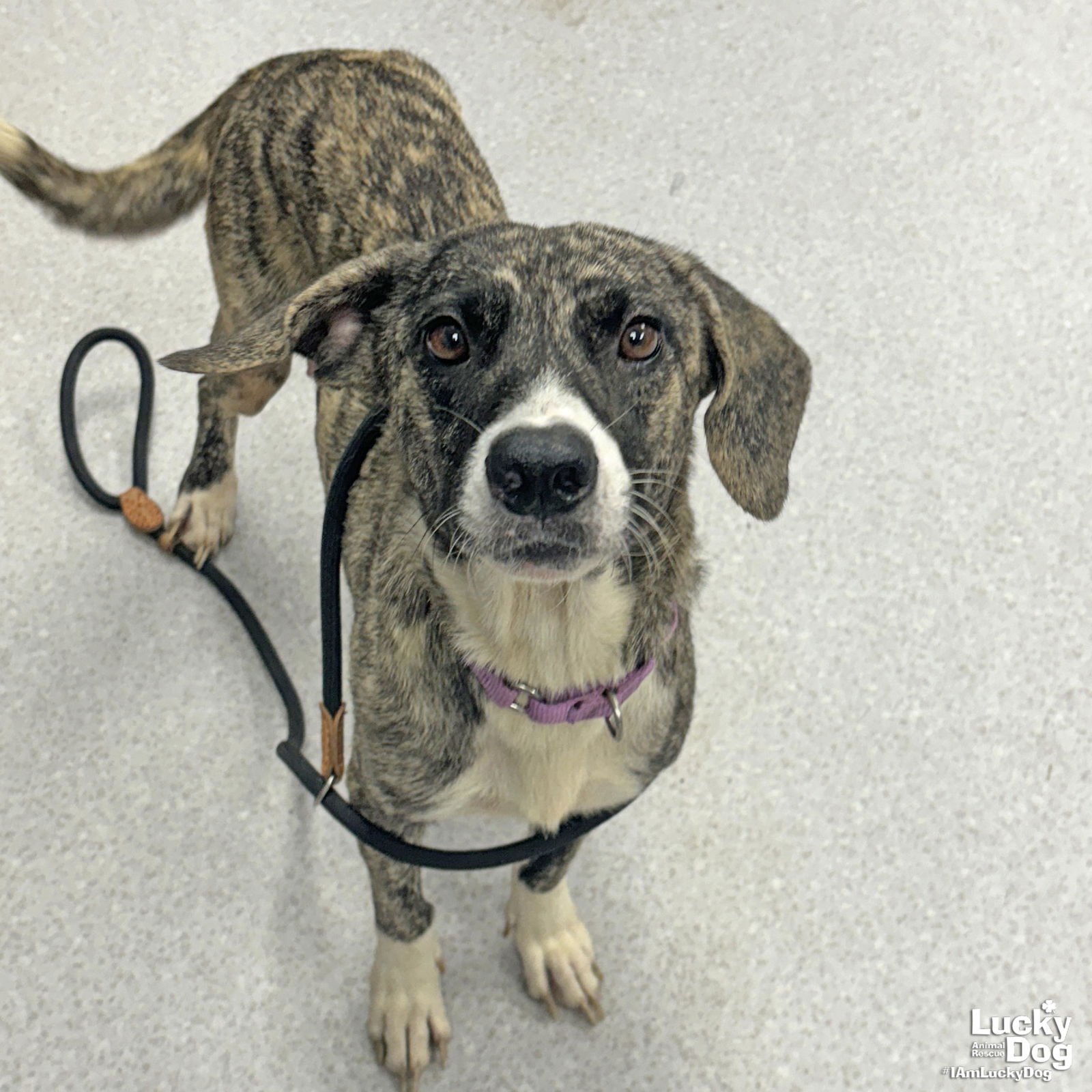 adoptable Dog in Washington, DC named Wallaby