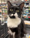 adoptable Cat in , DC named Tonya