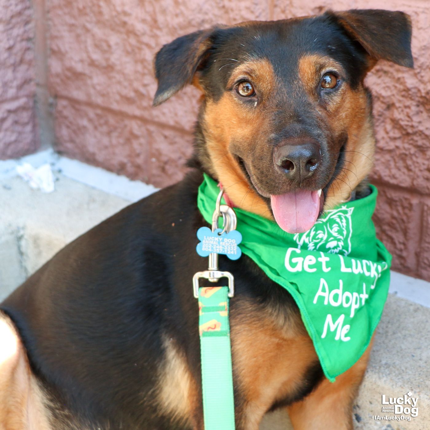 adoptable Dog in Washington, DC named Carly Rae