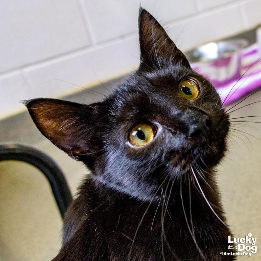 adoptable Cat in Washington, DC named Huckleberry Pie