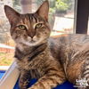 adoptable Cat in Washington, DC named Twyla