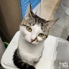 adoptable Cat in , DC named Sigh Anne