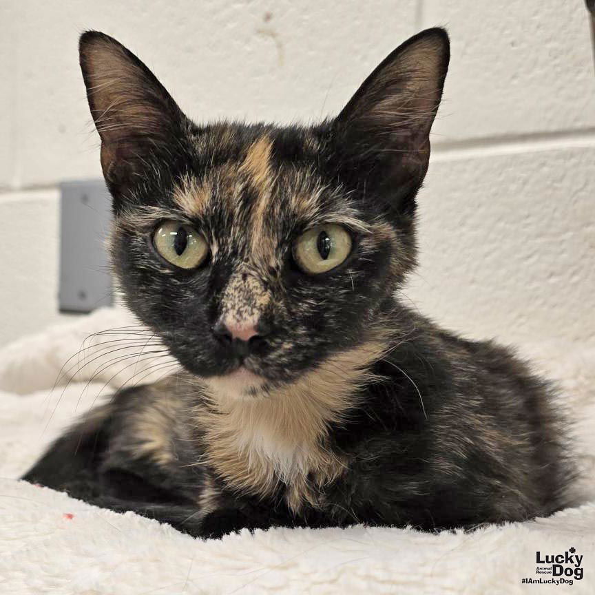 adoptable Cat in Washington, DC named Hailey's Honda CR-V