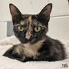 adoptable Cat in Washington, DC named Hailey