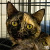 adoptable Cat in , DC named Terrapene