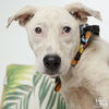 adoptable Dog in Washington, DC named Patty