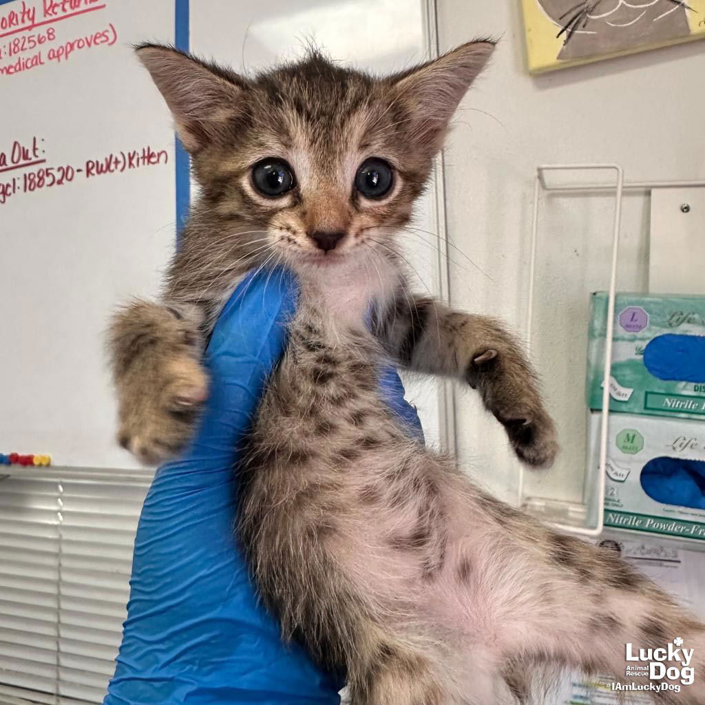 adoptable Cat in Washington, DC named Orange