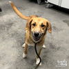 adoptable Dog in , DC named Mayflower