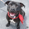 adoptable Dog in Washington, DC named Stella