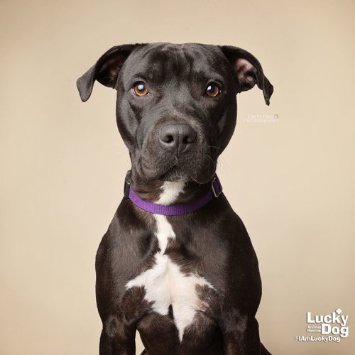 STELLA - Labrador Retriever / Terrier available for adoption