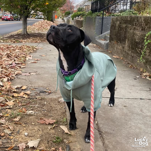STELLA - Labrador Retriever / Terrier available for adoption