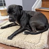 Stella - Photo 4