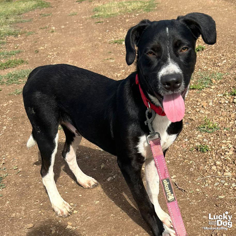 adoptable Dog in Washington, DC named Choco