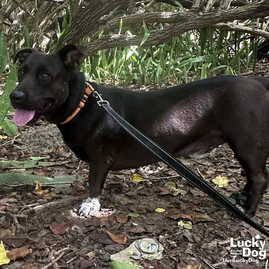 adoptable Dog in Washington, DC named Capitan