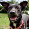 adoptable Dog in  named Mia