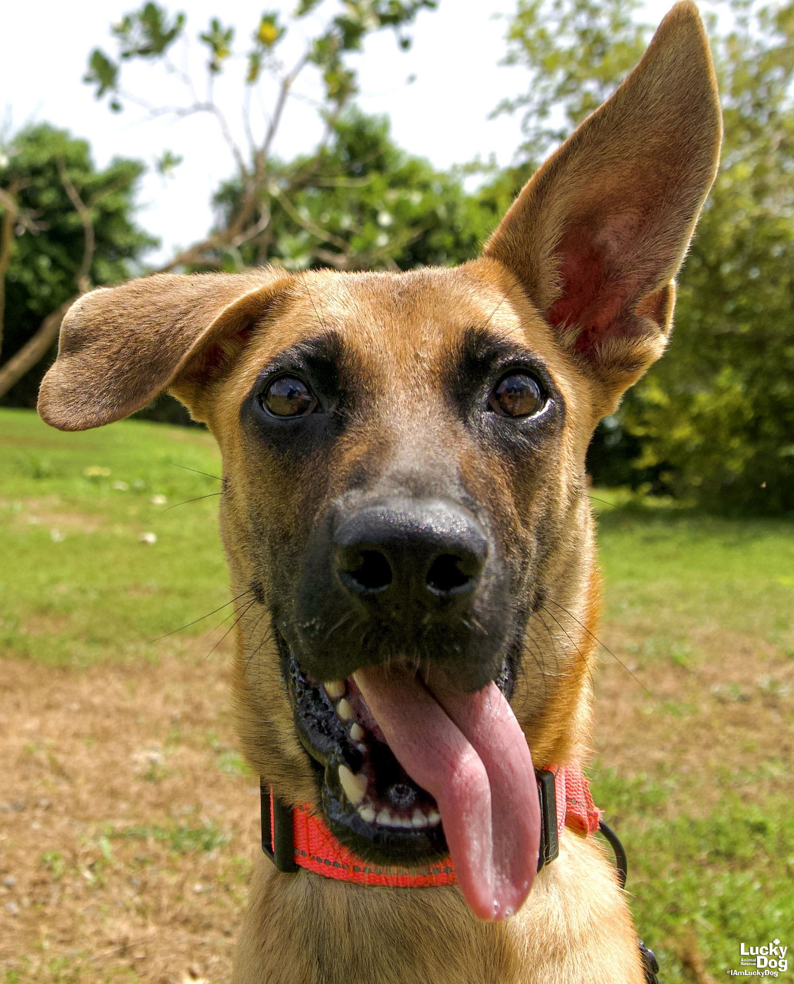 adoptable Dog in Washington, DC named Sofia