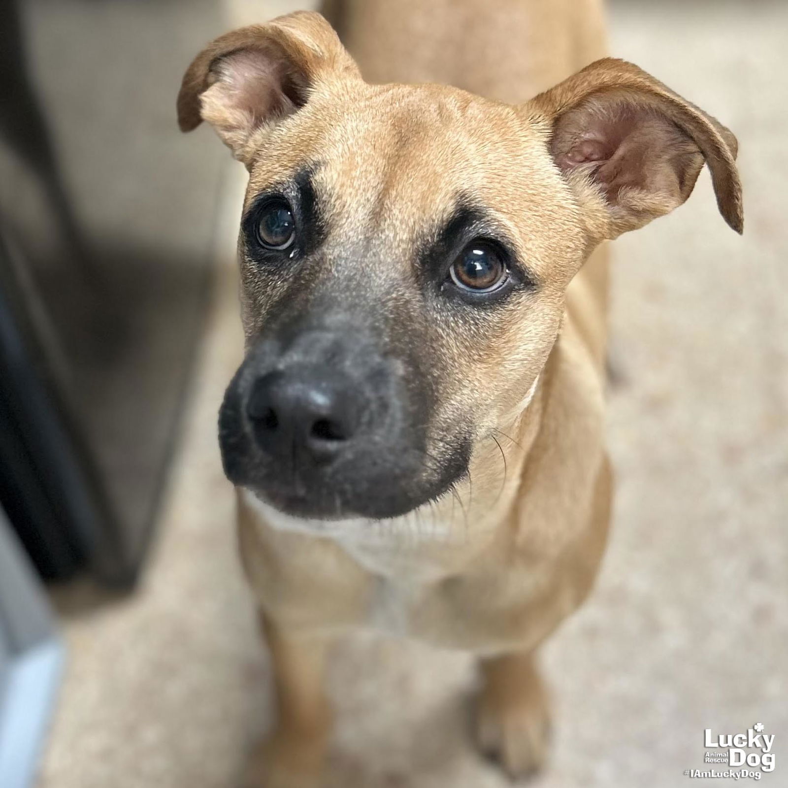 adoptable Dog in Washington, DC named Nala