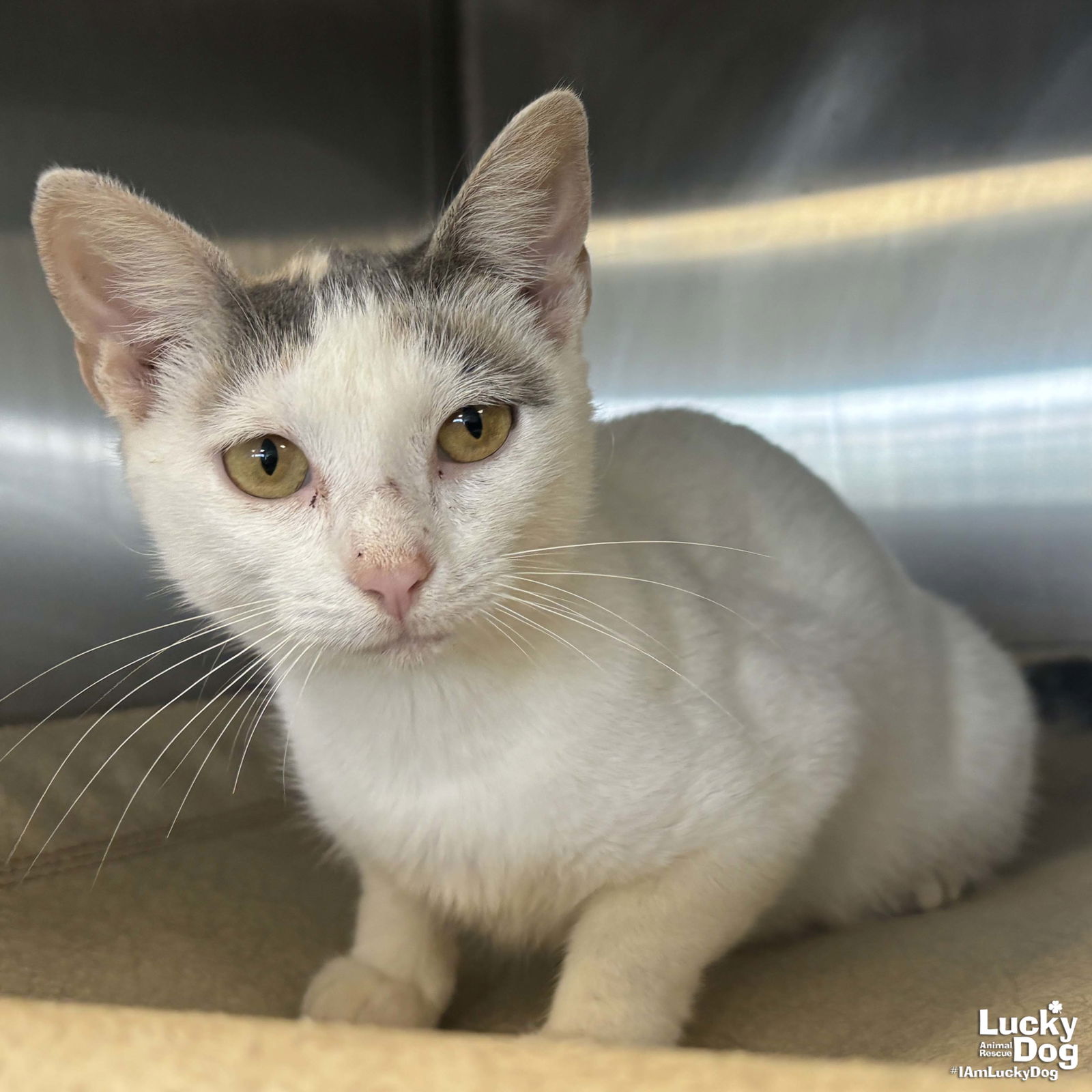 adoptable Cat in Washington, DC named Catrina