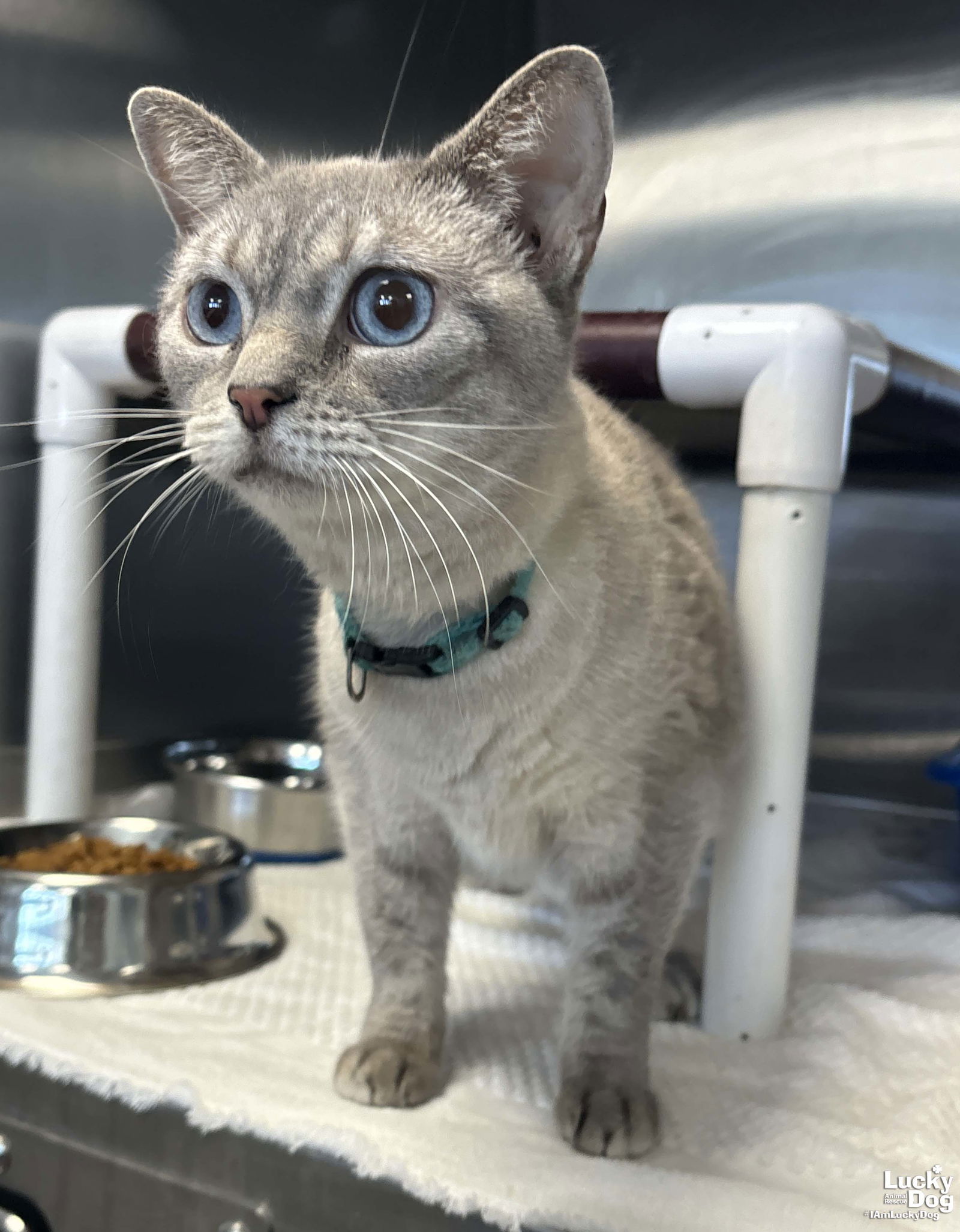 adoptable Cat in Washington, DC named Snowy