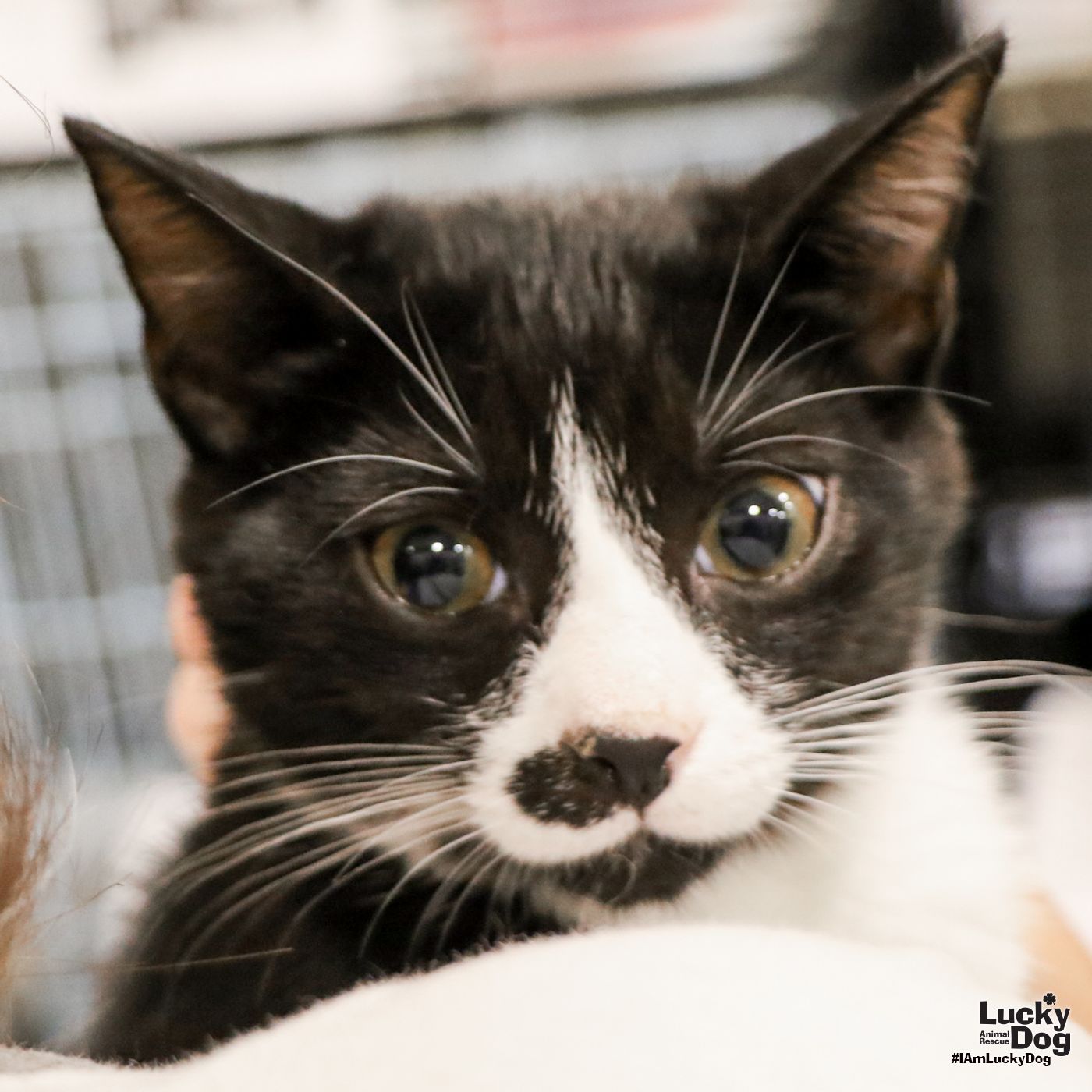 adoptable Cat in Washington, DC named Issac