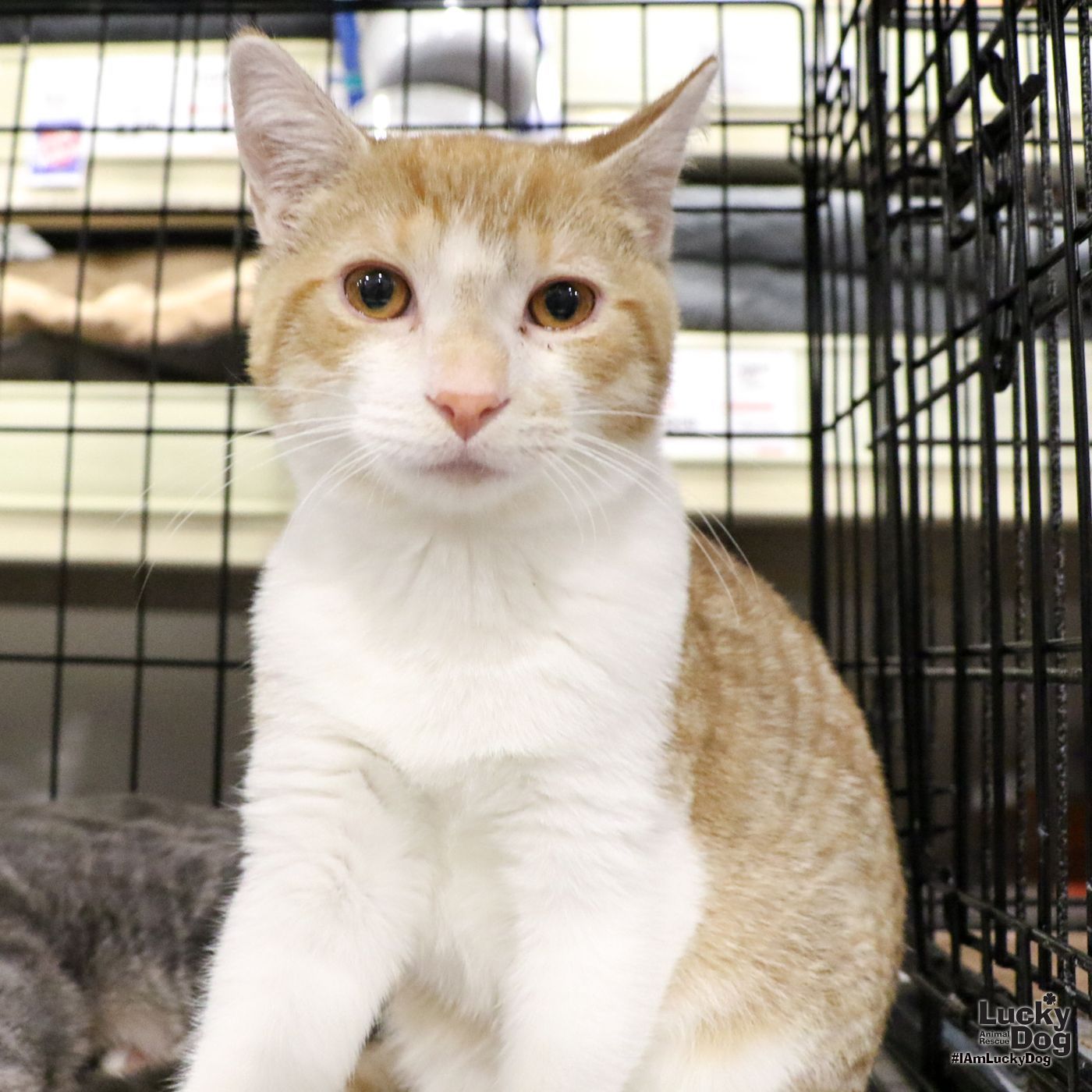 adoptable Cat in Washington, DC named Marvin