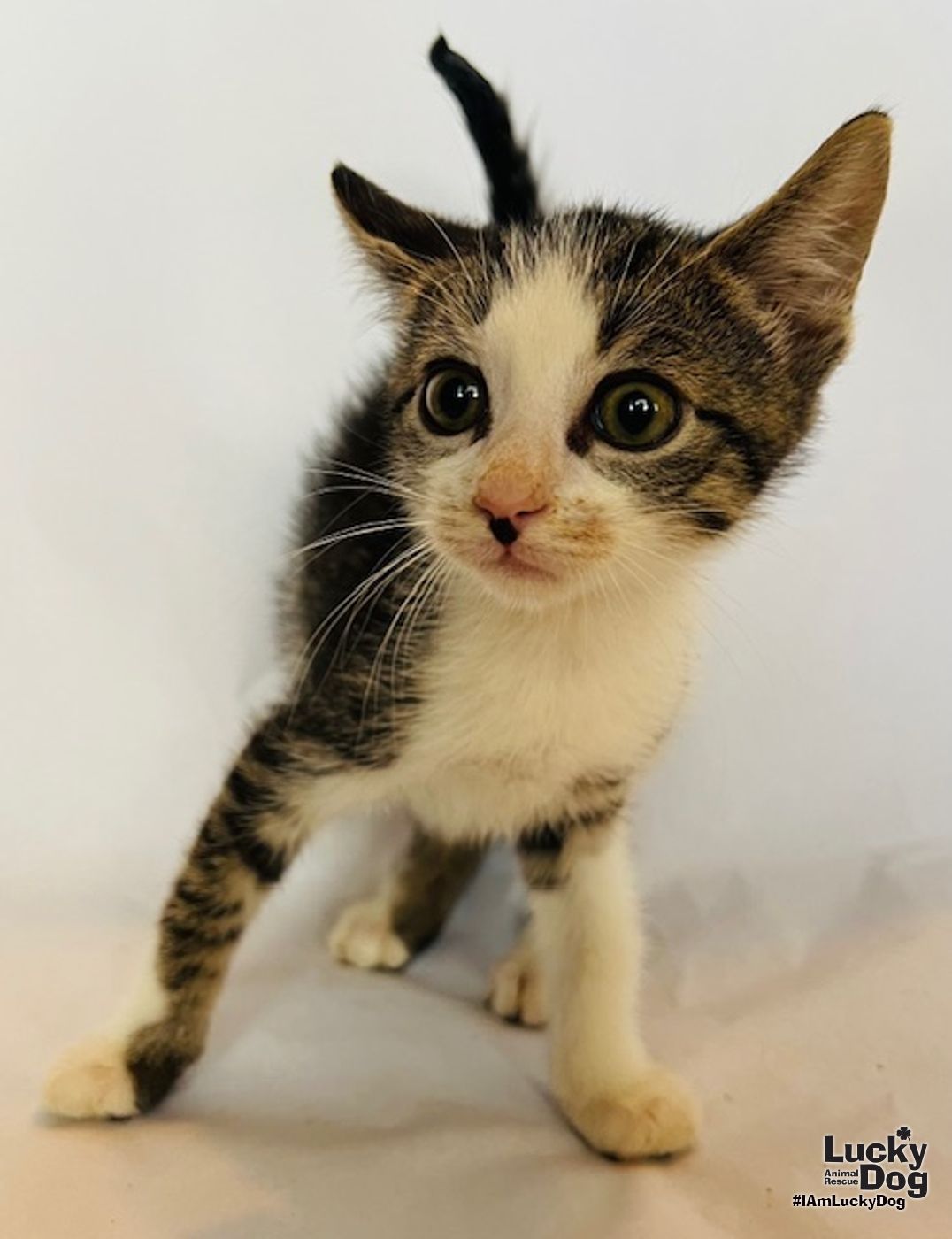 adoptable Cat in Washington, DC named Alan