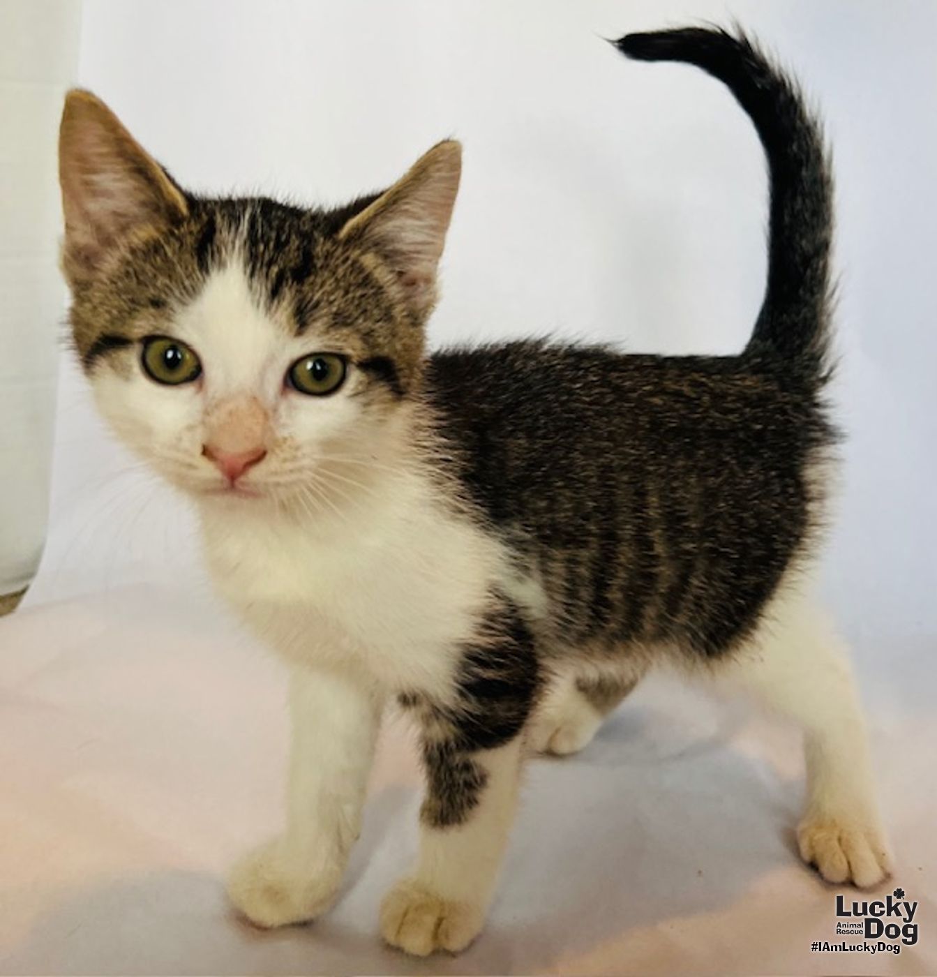 adoptable Cat in Washington, DC named Albert