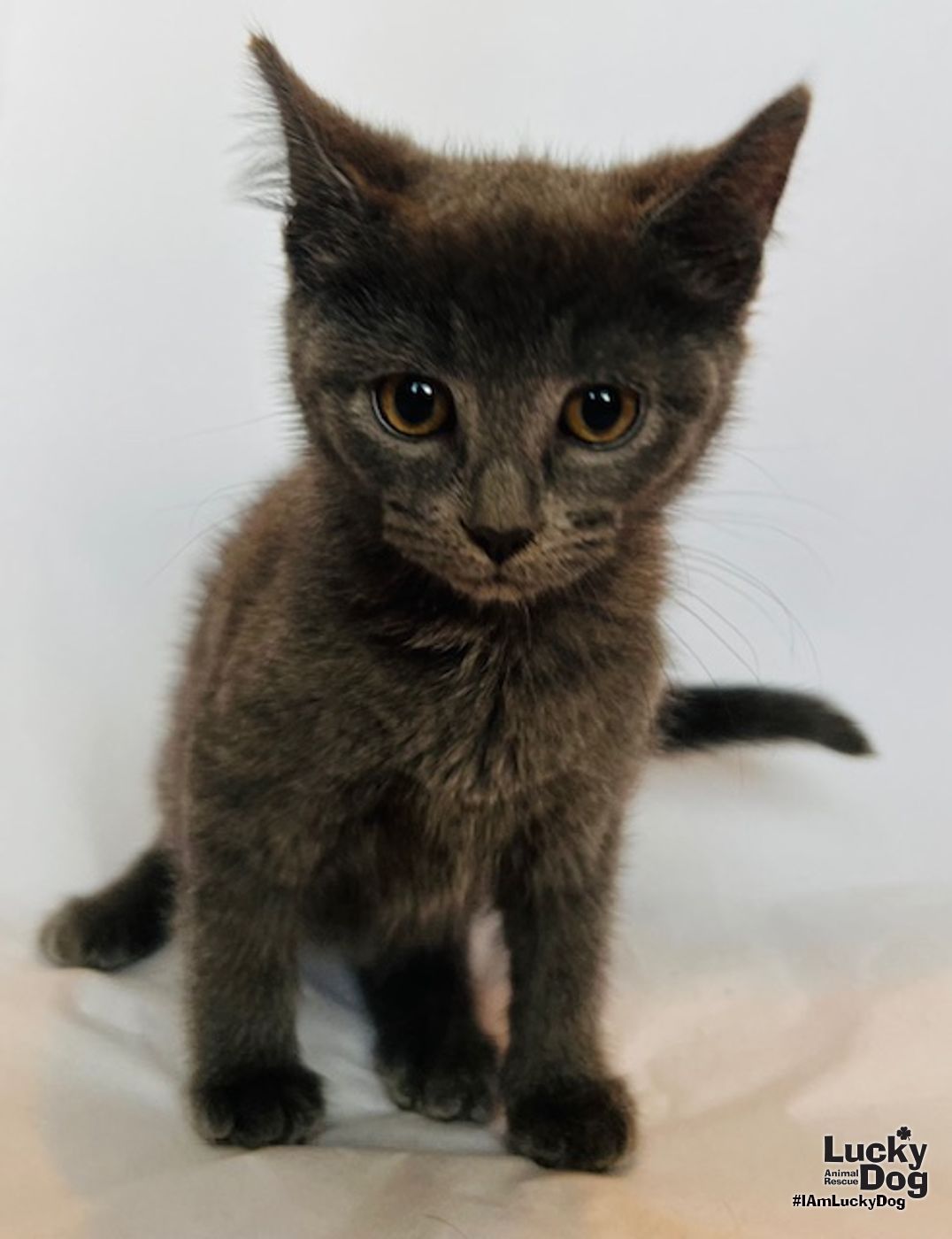 adoptable Cat in Washington, DC named Ember